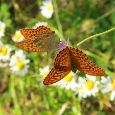 Бабочки Тверской Губернии