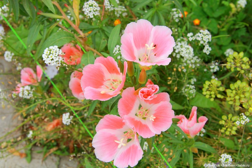 Музей С.Я. Лемешева, село Князево, Тверская область