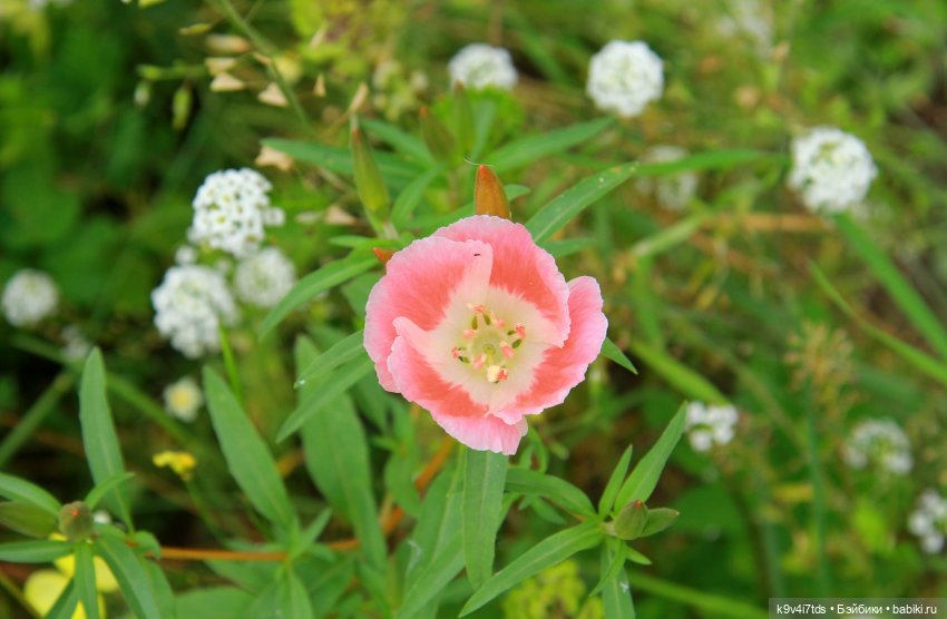 Музей С.Я. Лемешева, село Князево, Тверская область