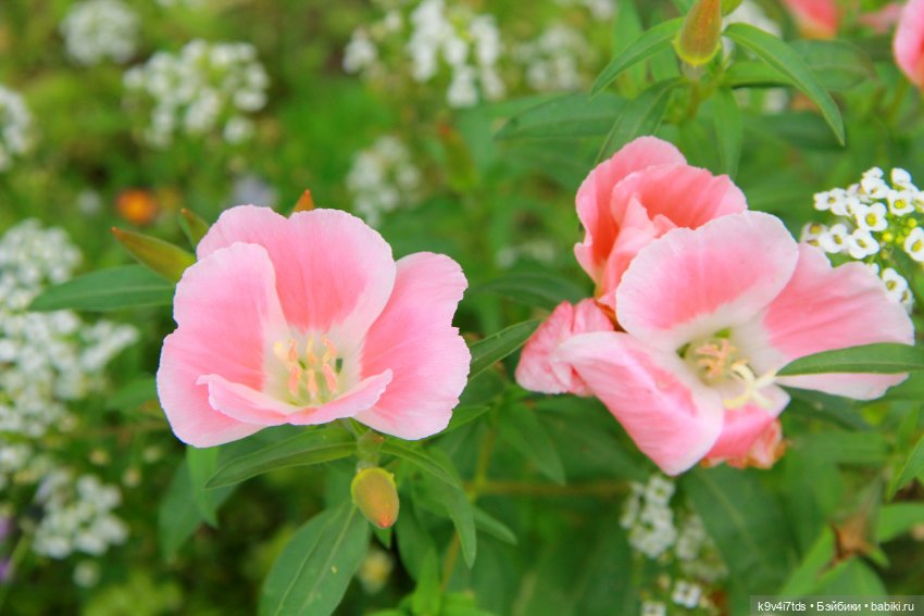 Музей С.Я. Лемешева, село Князево, Тверская область
