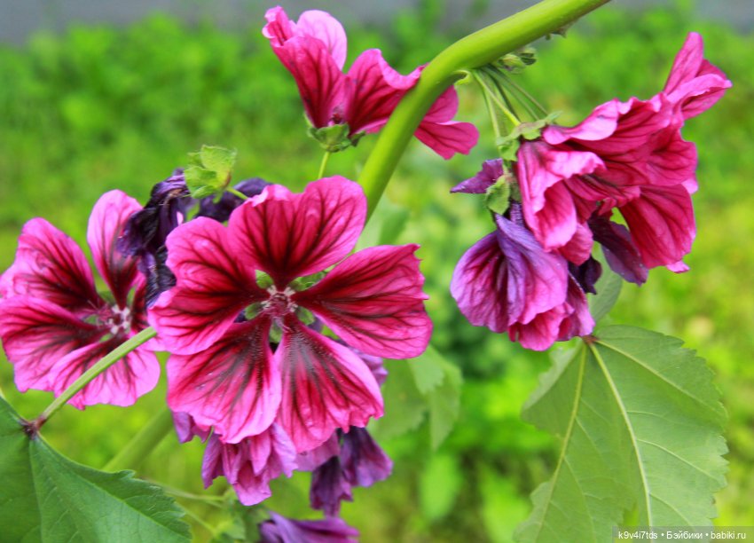 Музей С.Я. Лемешева, село Князево, Тверская область