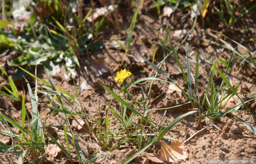 Симона и мишка Альфонсо — Антикварные куклы Simon & Halbig (S&H): Симон Хальбиг