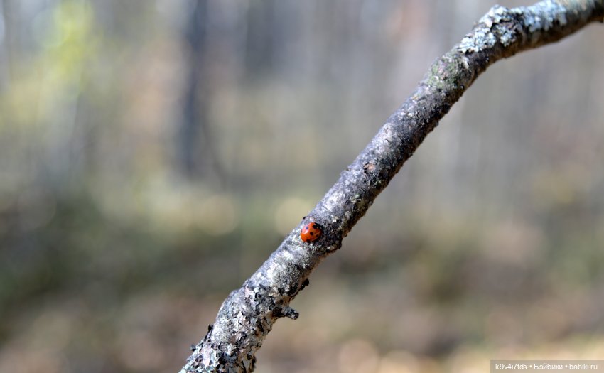 Симона и мишка Альфонсо — Антикварные куклы Simon & Halbig (S&H): Симон Хальбиг