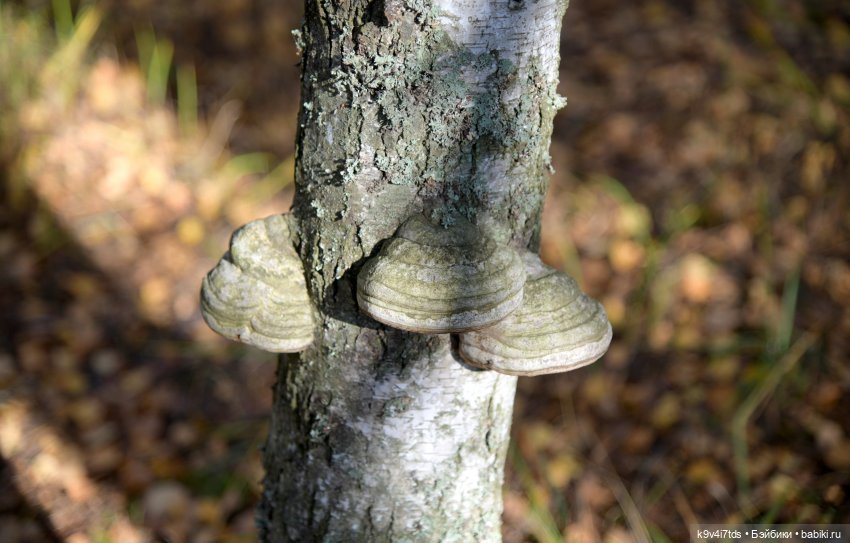 Симона и мишка Альфонсо — Антикварные куклы Simon & Halbig (S&H): Симон Хальбиг