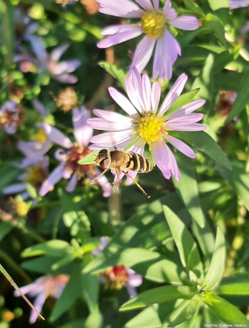 Симона и мишка Альфонсо — Антикварные куклы Simon & Halbig (S&H): Симон Хальбиг (фото 9)