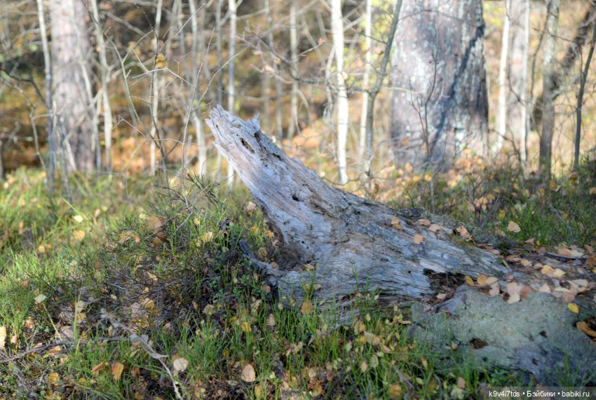 Симона и мишка Альфонсо — Антикварные куклы Simon & Halbig (S&H): Симон Хальбиг