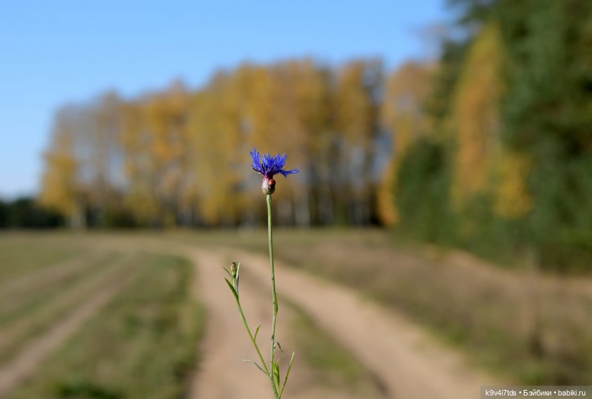 Симона и мишка Альфонсо — Антикварные куклы Simon & Halbig (S&H): Симон Хальбиг (фото 7)