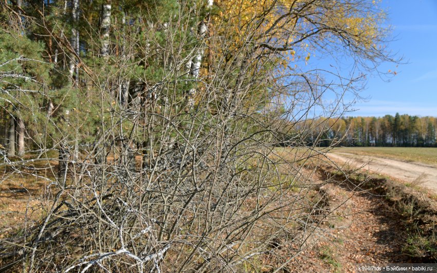 Симона и мишка Альфонсо — Антикварные куклы Simon & Halbig (S&H): Симон Хальбиг