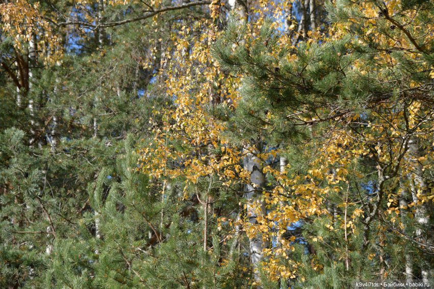 Симона и мишка Альфонсо — Антикварные куклы Simon & Halbig (S&H): Симон Хальбиг