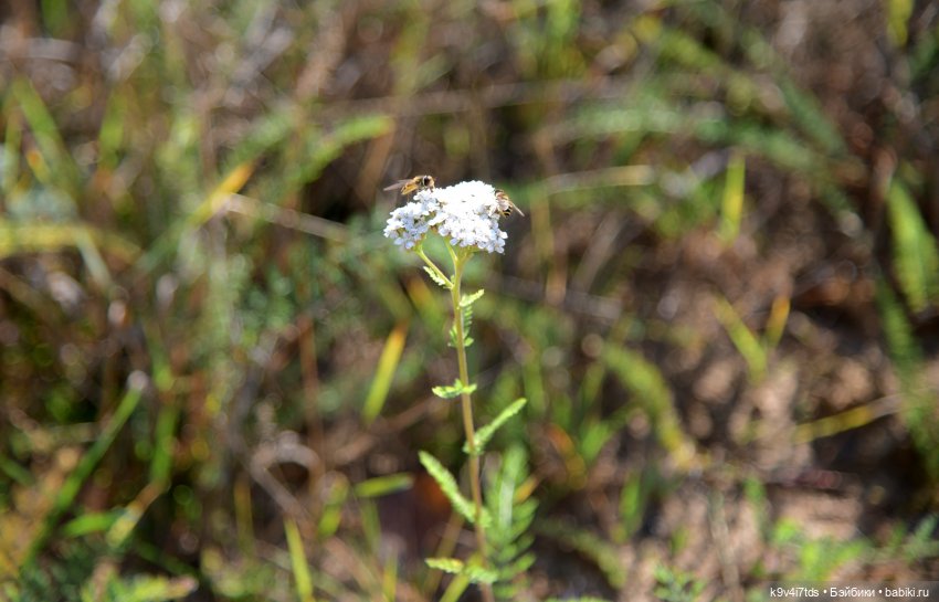 Симона и мишка Альфонсо — Антикварные куклы Simon & Halbig (S&H): Симон Хальбиг (фото 8)