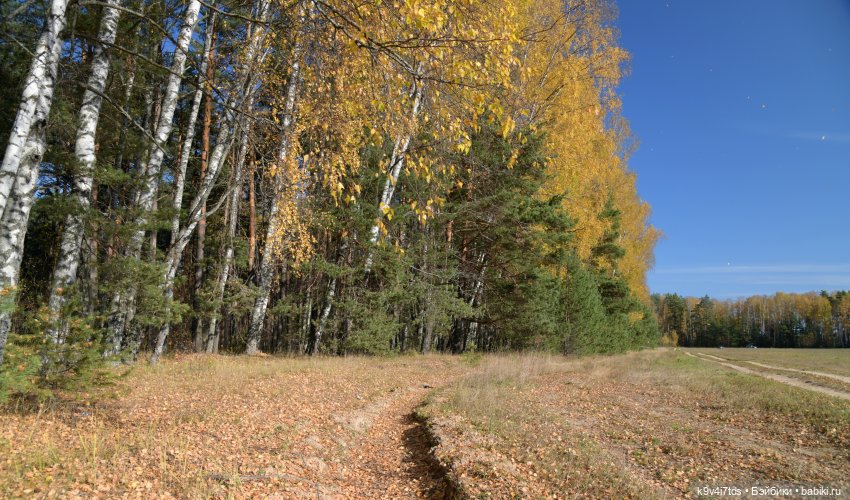 Симона и мишка Альфонсо — Антикварные куклы Simon & Halbig (S&H): Симон Хальбиг