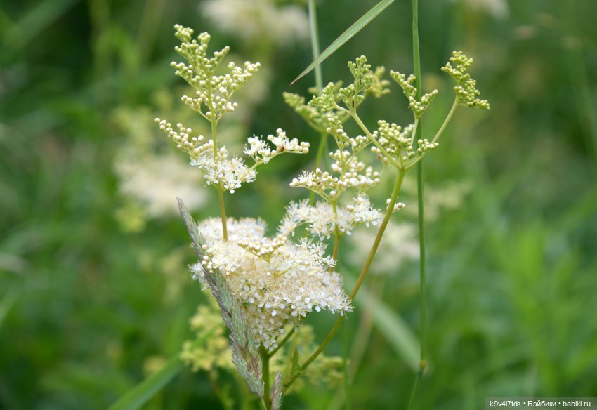Музей С.Я. Лемешева, село Князево, Тверская область, продолжение