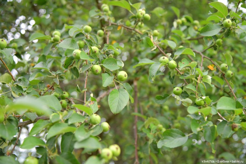 Музей С.Я. Лемешева, село Князево, Тверская область, продолжение
