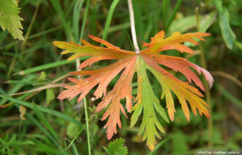 Музей С.Я. Лемешева, село Князево, Тверская область, продолжение