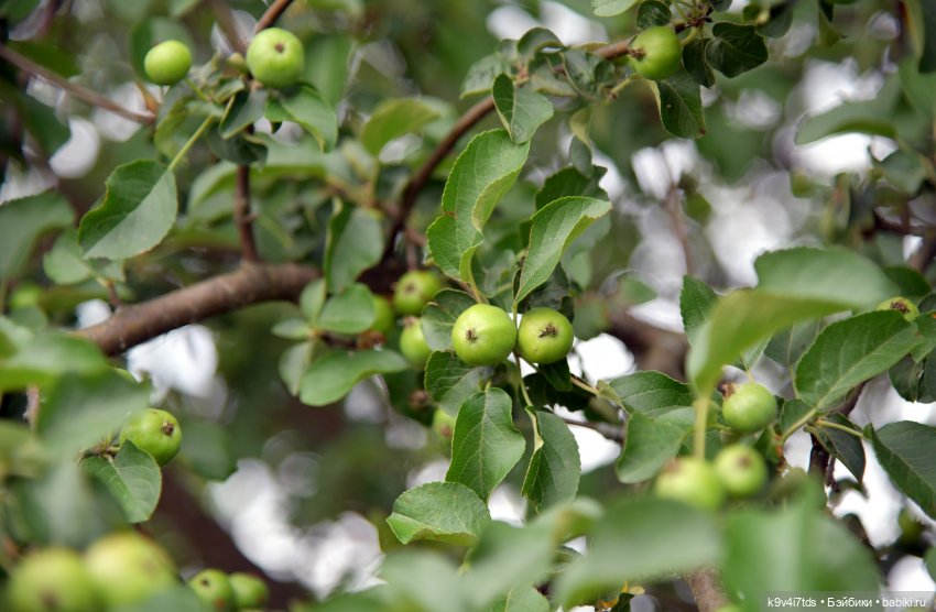 Музей С.Я. Лемешева, село Князево, Тверская область, продолжение