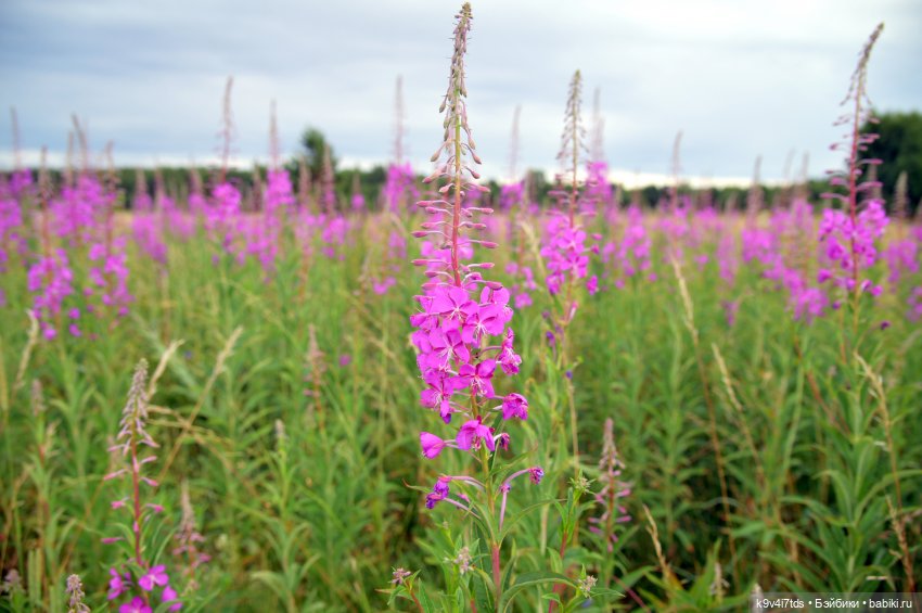 Музей С.Я. Лемешева, село Князево, Тверская область, продолжение