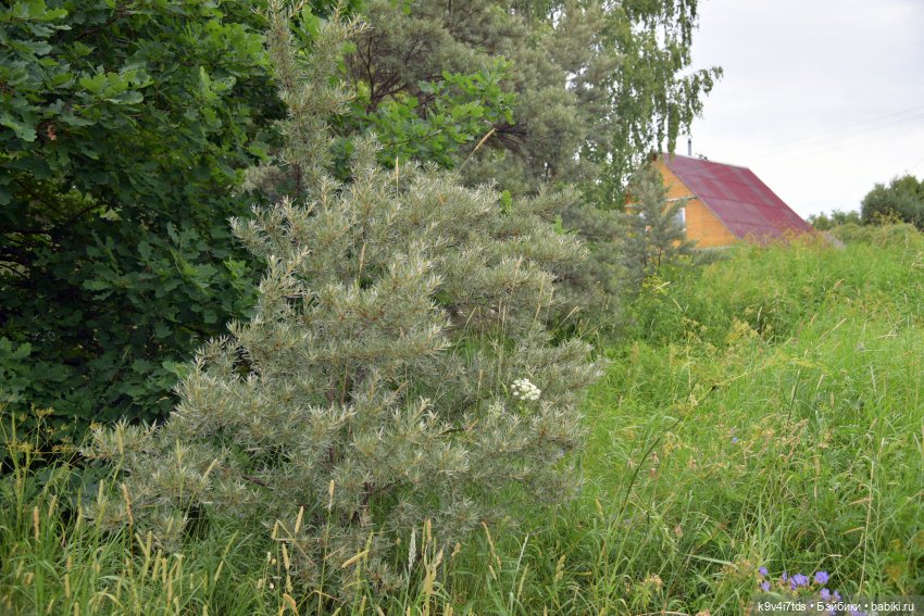 Музей С.Я. Лемешева, село Князево, Тверская область, продолжение