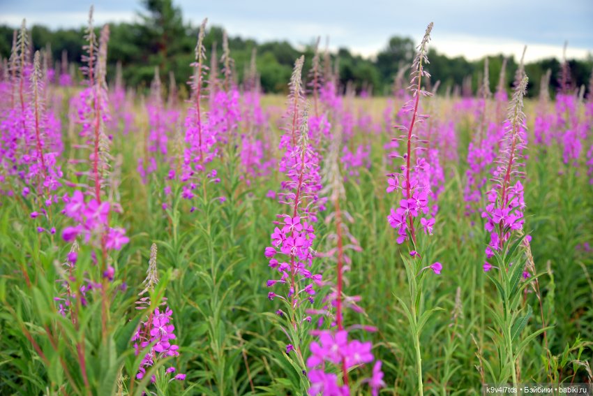 Музей С.Я. Лемешева, село Князево, Тверская область, продолжение