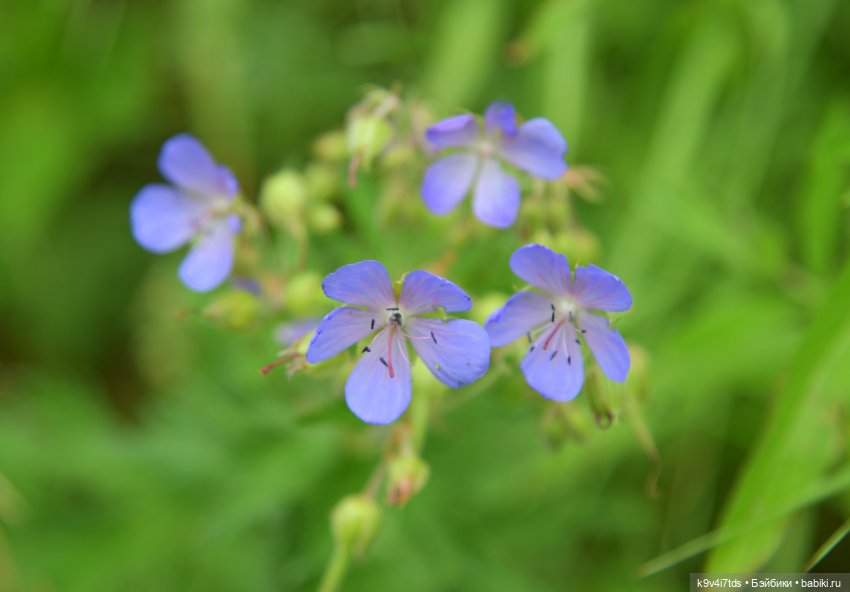Музей С.Я. Лемешева, село Князево, Тверская область, продолжение