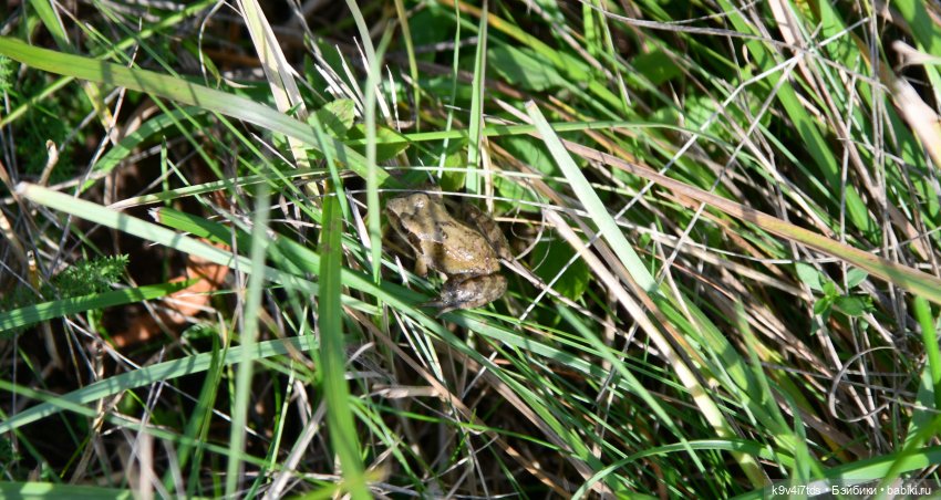 Хэппи и Джия в "Василёво", первая часть (фото 6)