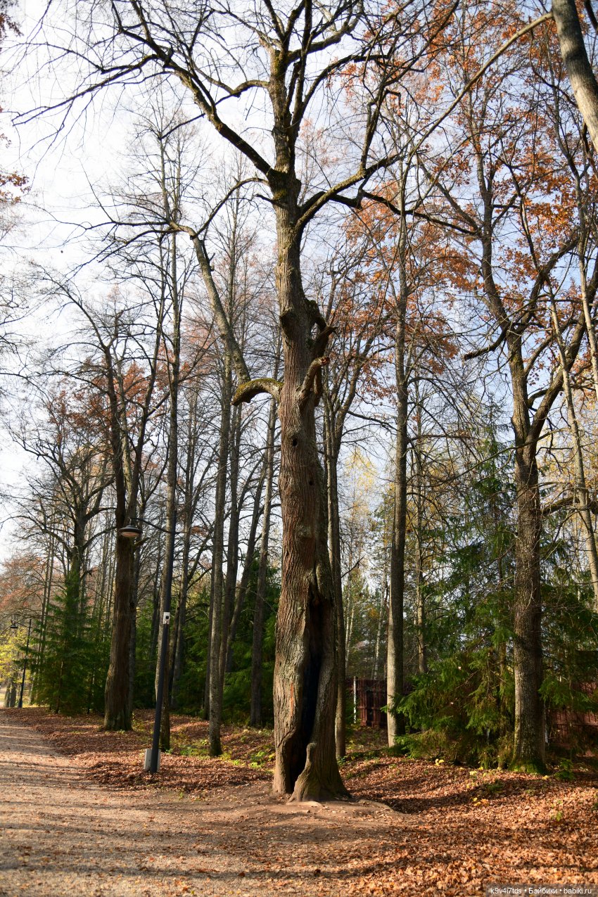 Хэппи и Джия в "Василёво", первая часть