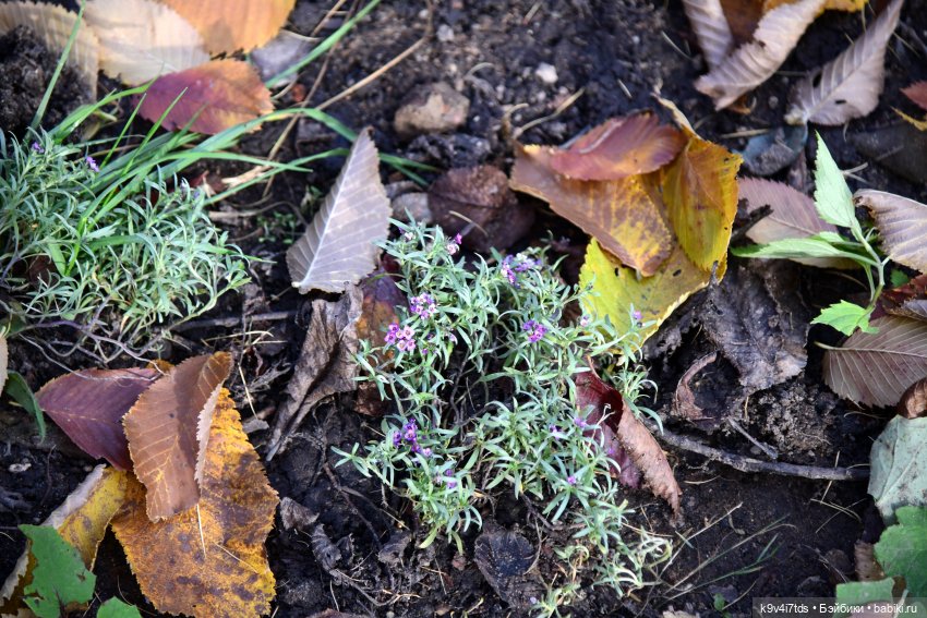 Хэппи и Джия в "Василёво", вторая часть