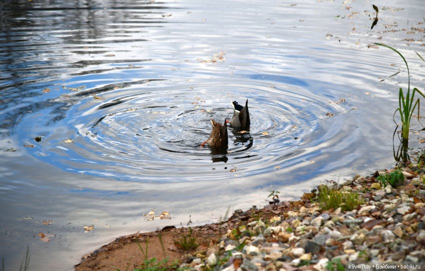Хэппи и Джия в "Василёво", заключительная часть