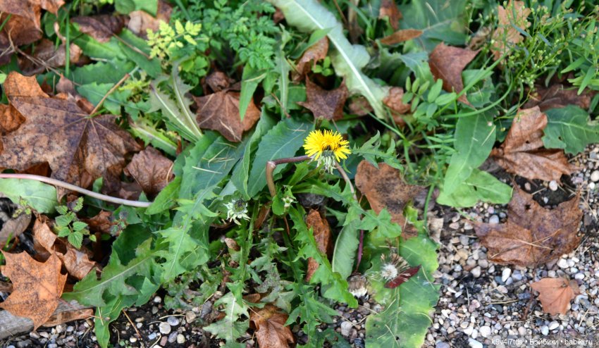 Хэппи и Джия в "Василёво", заключительная часть