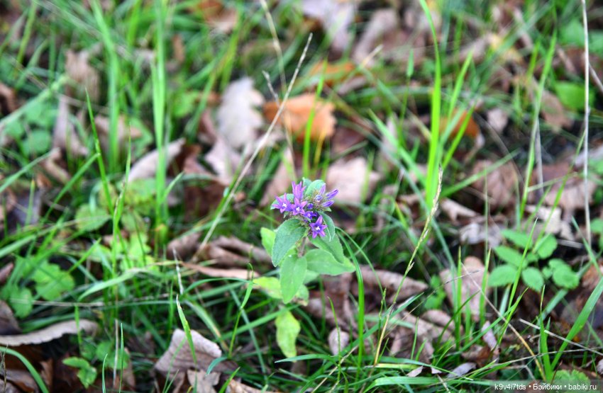 Хэппи и Джия в "Василёво", заключительная часть
