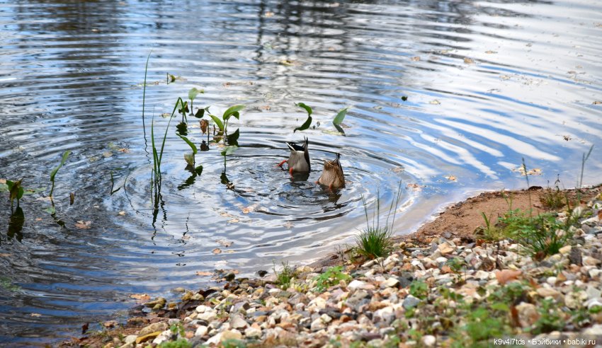 Хэппи и Джия в "Василёво", заключительная часть
