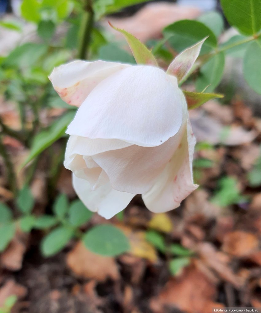 Хэппи и Джия в "Василёво", заключительная часть