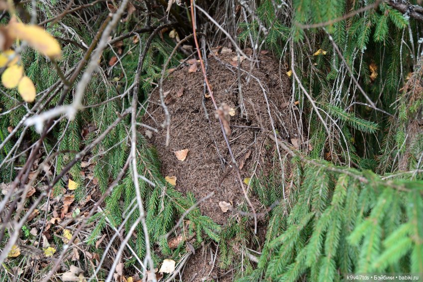 Хэппи и Джия в "Василёво", заключительная часть