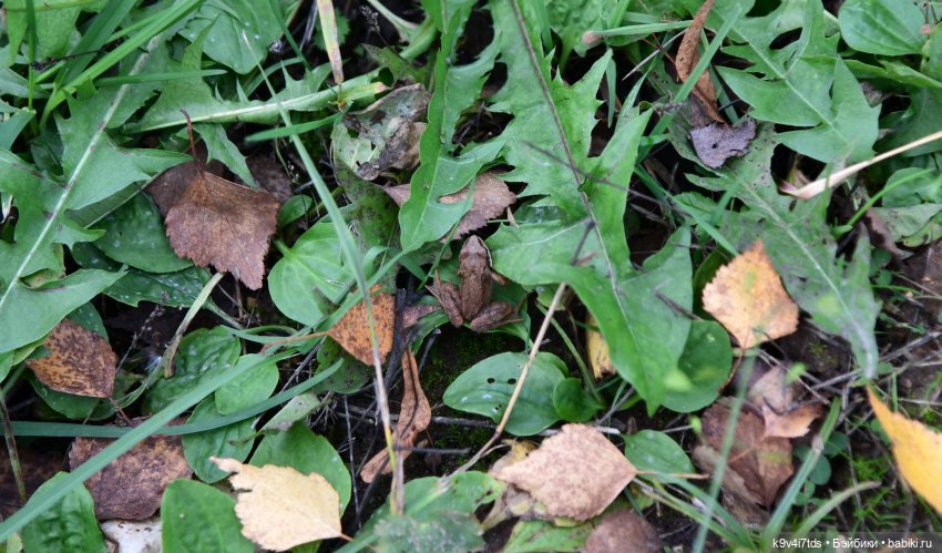 Хэппи и Джия в "Василёво", заключительная часть