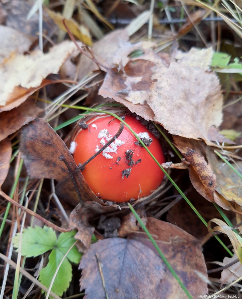 Хэппи и Джия в "Василёво", заключительная часть