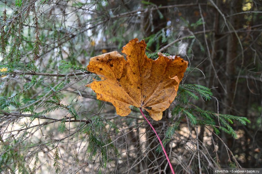 Хэппи и Джия в "Василёво", заключительная часть