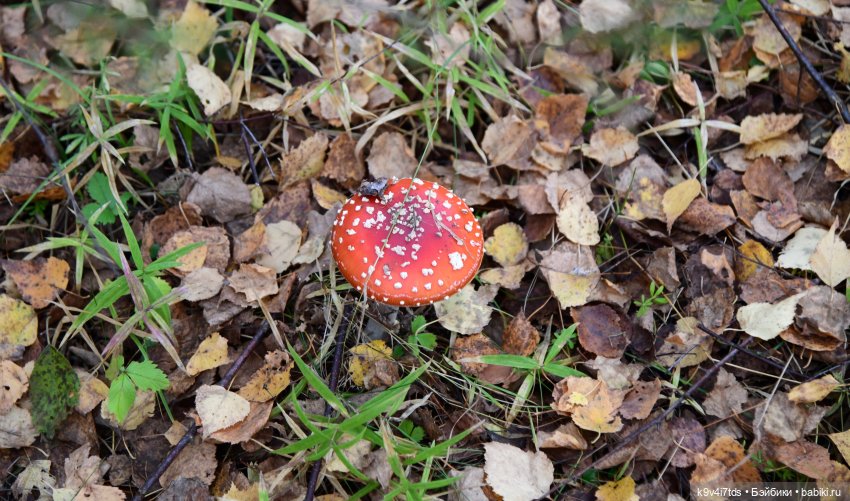 Хэппи и Джия в "Василёво", заключительная часть