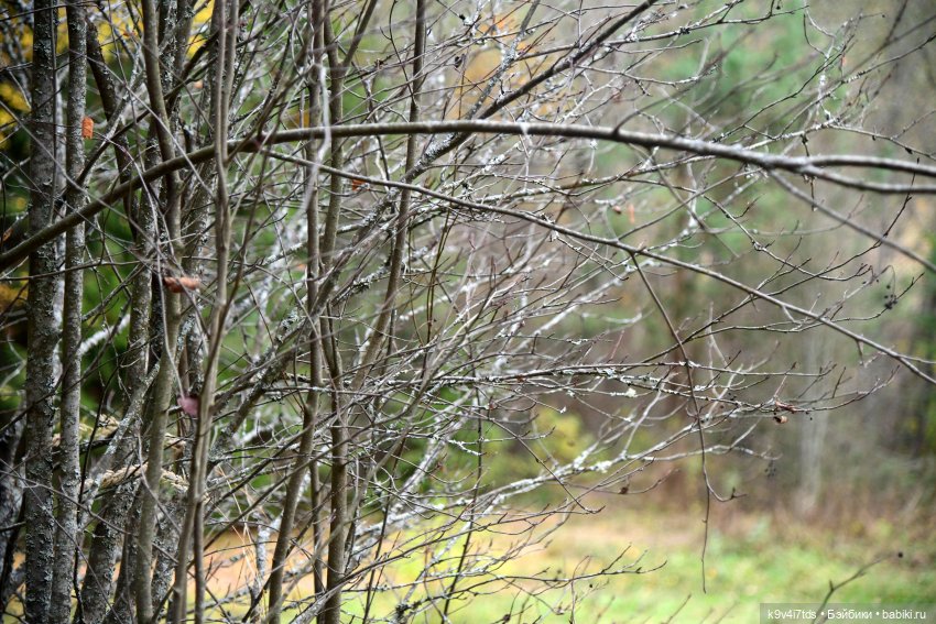 Хэппи и Джия в "Василёво", заключительная часть