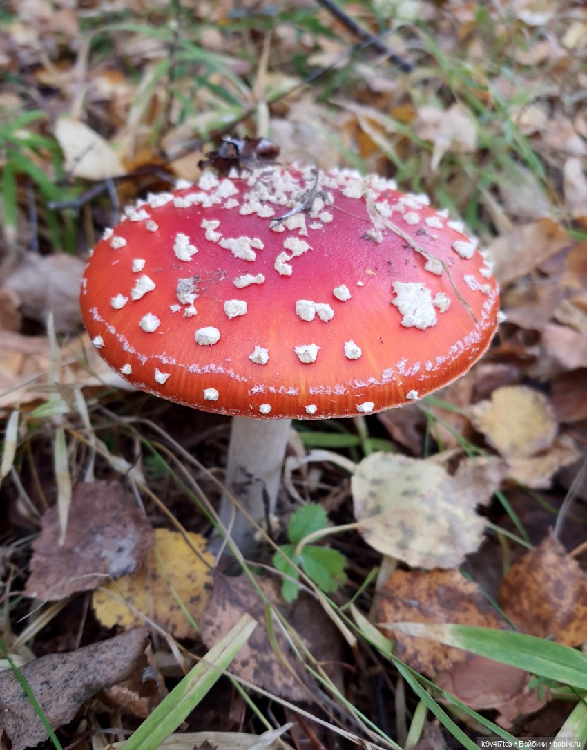 Хэппи и Джия в "Василёво", заключительная часть