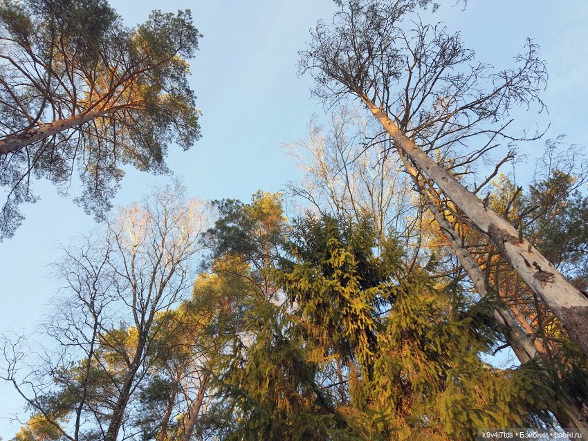 Алеся и Зимний Лес — Куклы Sylvia Natterer (Сильвия Наттерер): Gotz (фото 9)