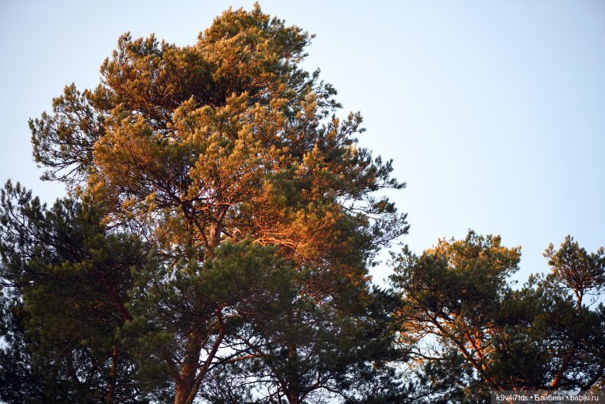 Алеся и Зимний Лес — Куклы Sylvia Natterer (Сильвия Наттерер): Gotz