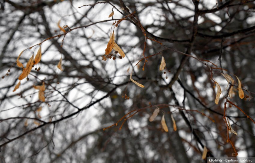 Праздник Масленицы в Усадьбе "Василёво", часть первая