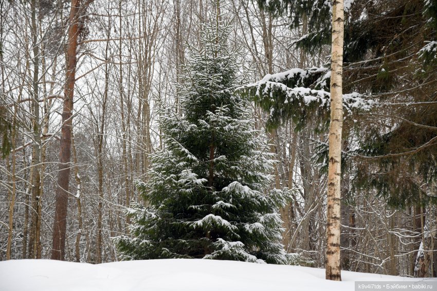 Праздник Масленицы в Усадьбе "Василёво", часть вторая (фото 7)