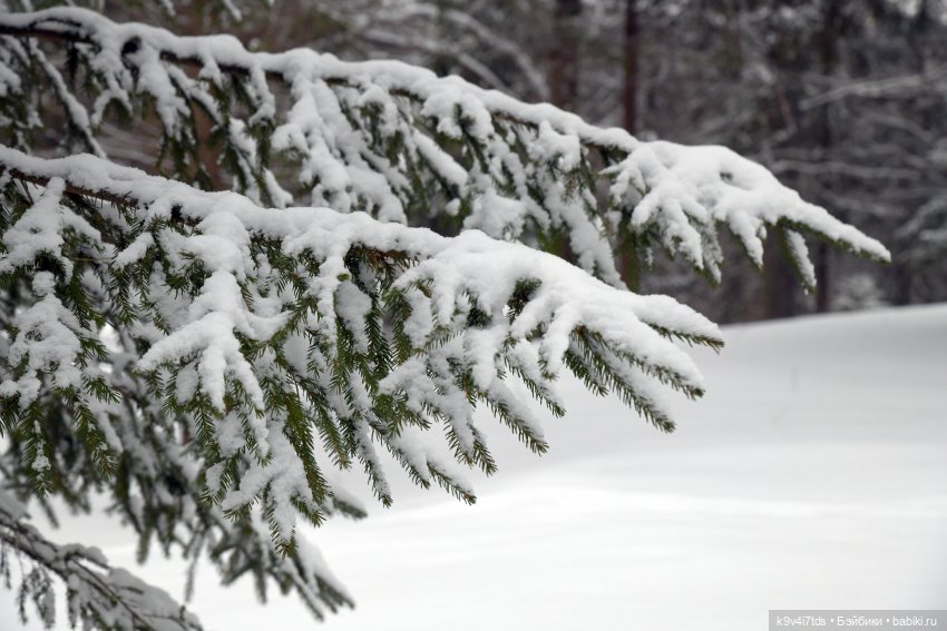 Праздник Масленицы в Усадьбе "Василёво", часть вторая (фото 9)