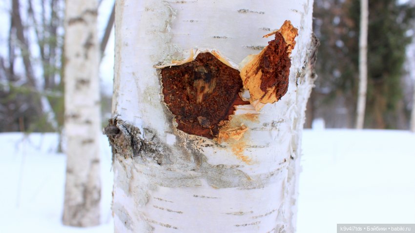 Праздник Масленицы в Усадьбе "Василёво", часть вторая