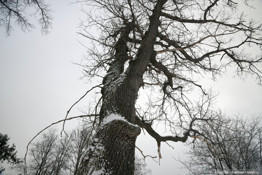 Праздник Масленицы в Усадьбе "Василёво", часть третья | Бэйбики Праздник Масленицы в Усадьбе "Василёво", часть третья (фото 7)