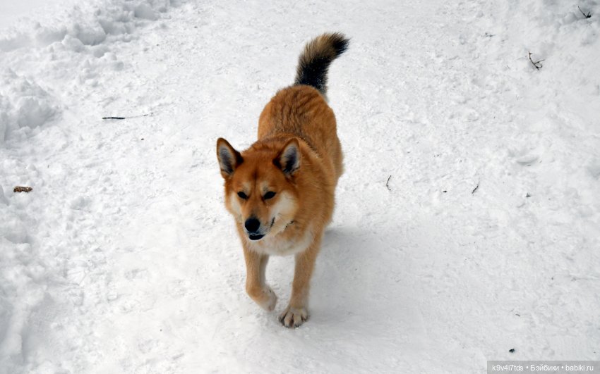 Праздник Масленицы в Усадьбе "Василёво", часть третья | Бэйбики Праздник Масленицы в Усадьбе "Василёво", часть третья