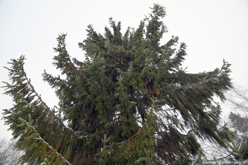 Праздник Масленицы в Усадьбе "Василёво", часть третья | Бэйбики Праздник Масленицы в Усадьбе "Василёво", часть третья