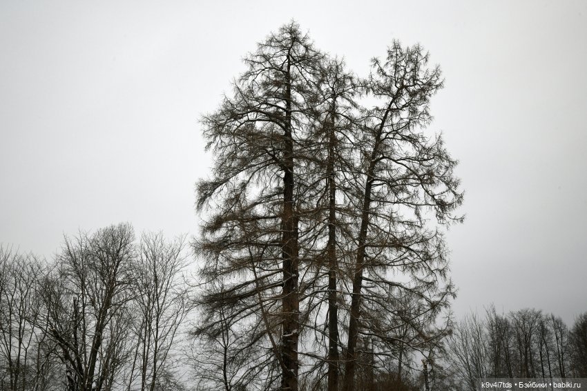 Праздник Масленицы в Усадьбе "Василёво", часть третья | Бэйбики Праздник Масленицы в Усадьбе "Василёво", часть третья (фото 4)