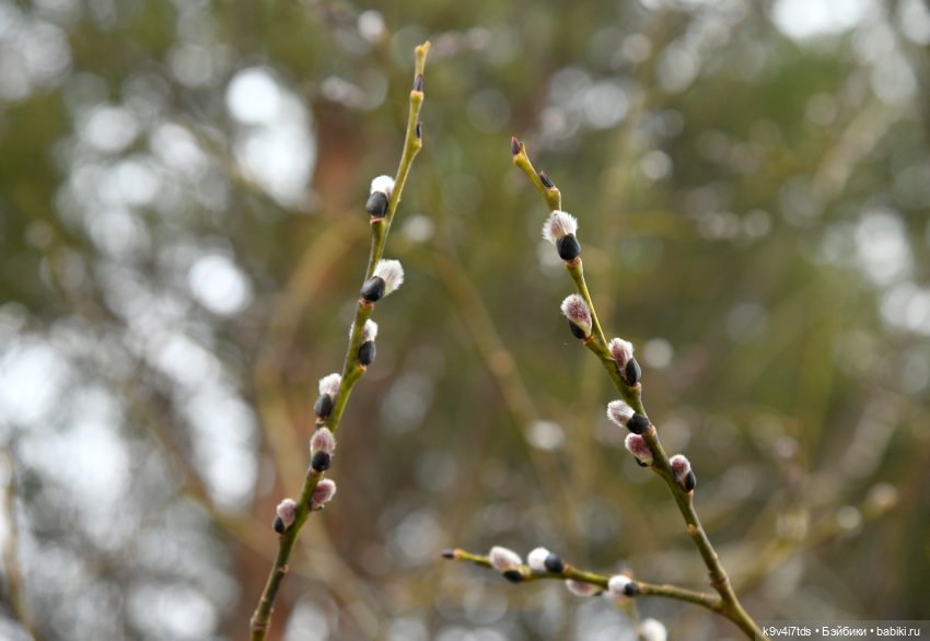 Ледоход на Волге | Бэйбики Ледоход на Волге — Куклы Sylvia Natterer (Сильвия Наттерер): Gotz (фото 4)