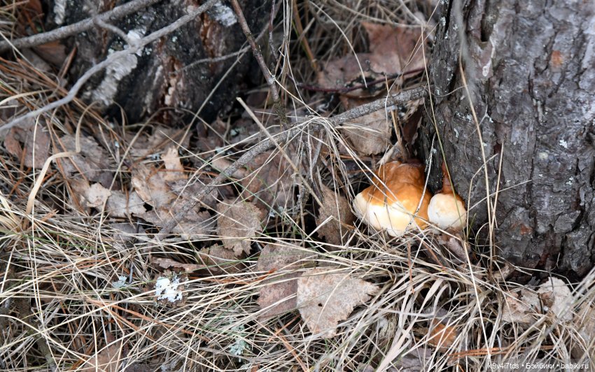 Ледоход на Волге | Бэйбики Ледоход на Волге — Куклы Sylvia Natterer (Сильвия Наттерер): Gotz